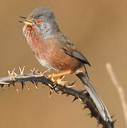 Dartford Warbler