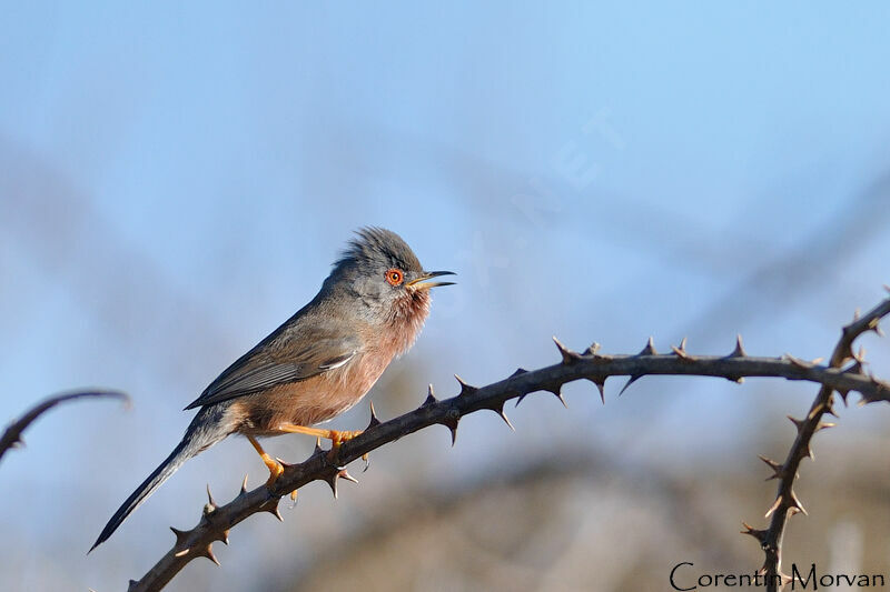 Dartford Warbler