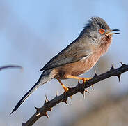 Dartford Warbler