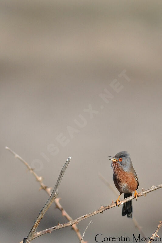 Dartford Warbler