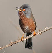 Dartford Warbler