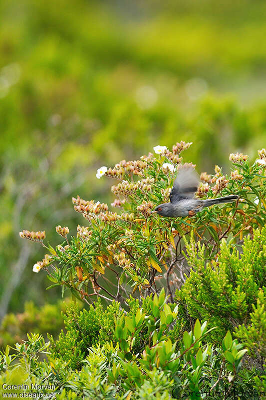 Fauvette sarde mâle adulte, habitat, pigmentation, Vol