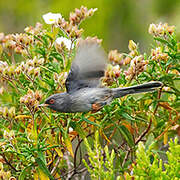 Marmora's Warbler