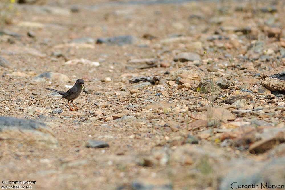 Marmora's Warbler