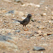 Marmora's Warbler