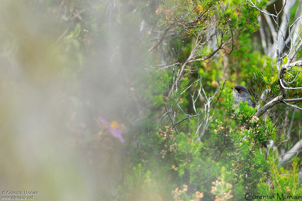 Marmora's Warbler