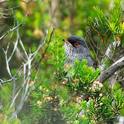 Marmora's Warbler