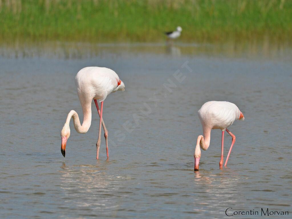 Flamant rose