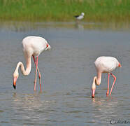 Greater Flamingo