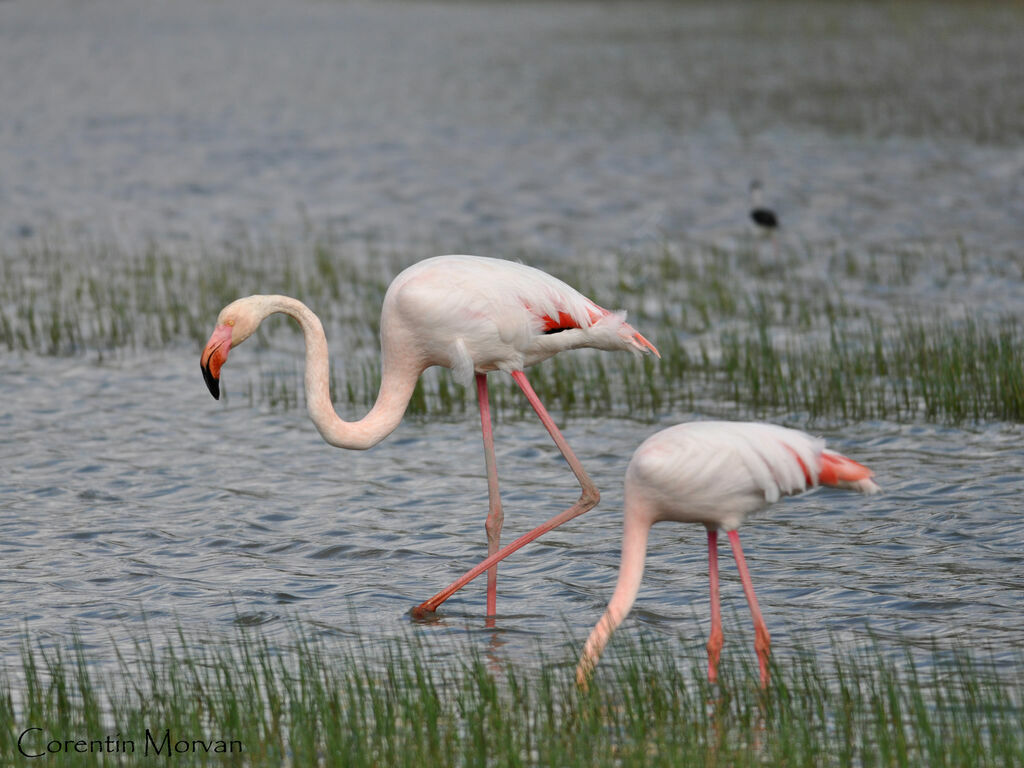 Flamant rose