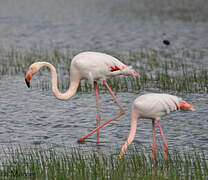 Greater Flamingo