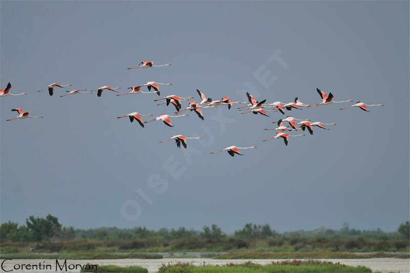 Flamant rose