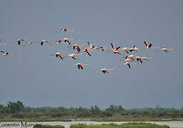 Flamant rose