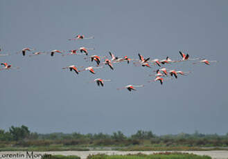 Flamant rose