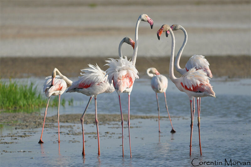 Flamant rose