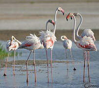 Greater Flamingo