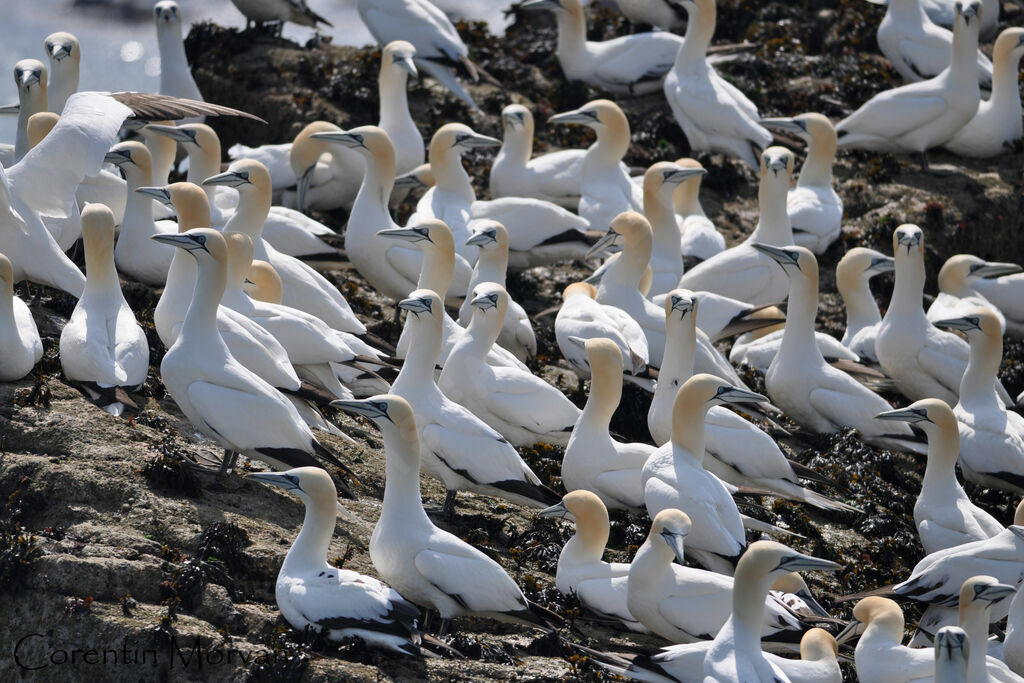 Northern Gannet