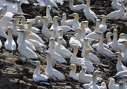 Northern Gannet