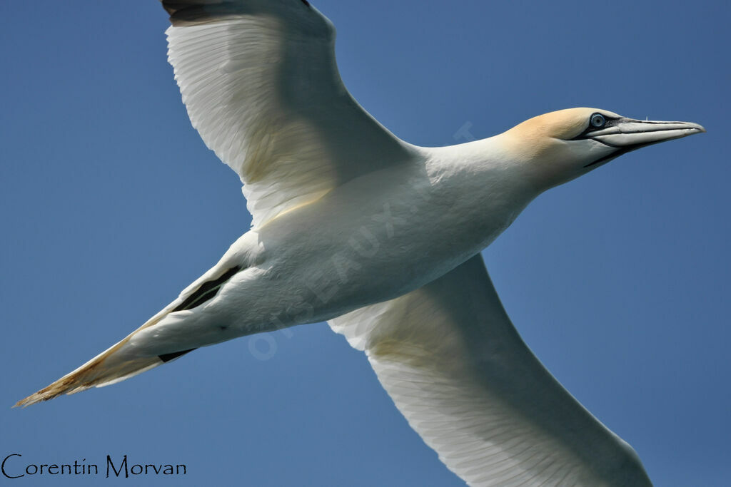 Northern Gannet