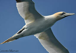 Northern Gannet