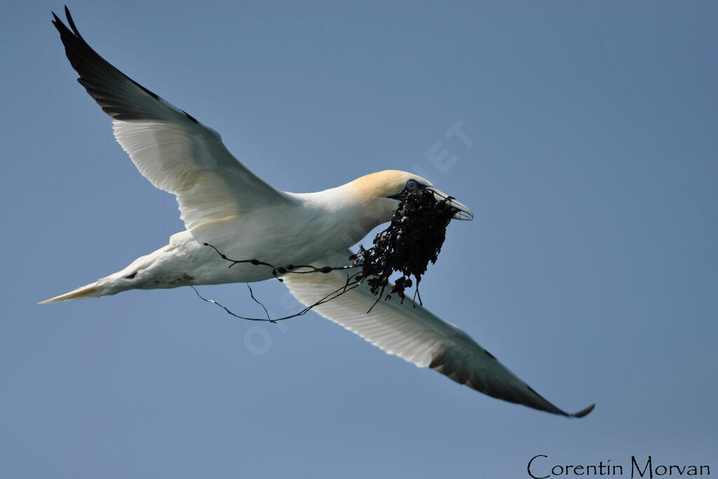 Northern Gannet