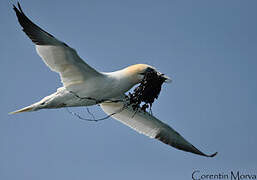 Northern Gannet