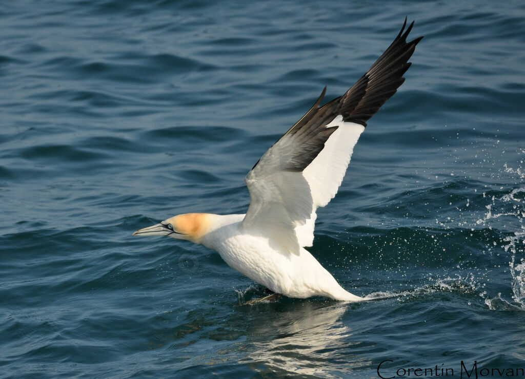 Northern Gannet