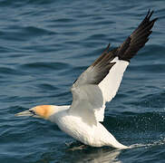 Northern Gannet