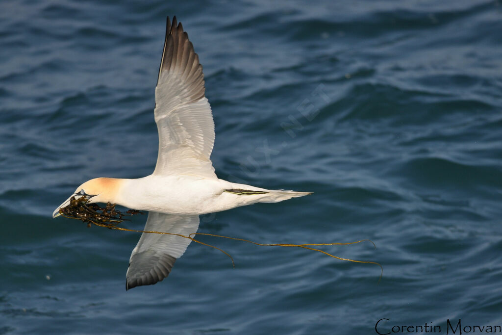 Northern Gannet