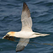 Northern Gannet