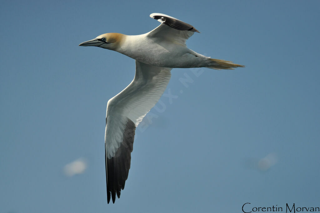 Northern Gannet