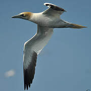 Northern Gannet