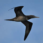 Northern Gannet