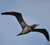 Northern Gannet