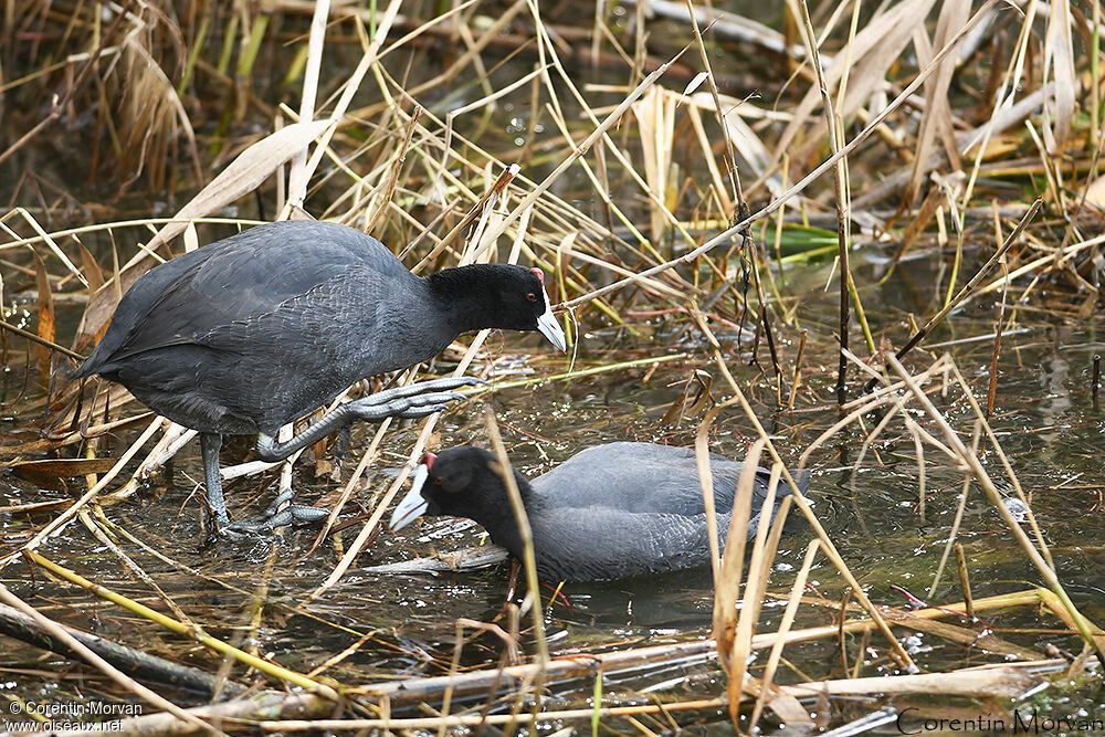 Foulque caronculée