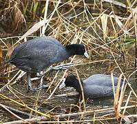 Red-knobbed Coot