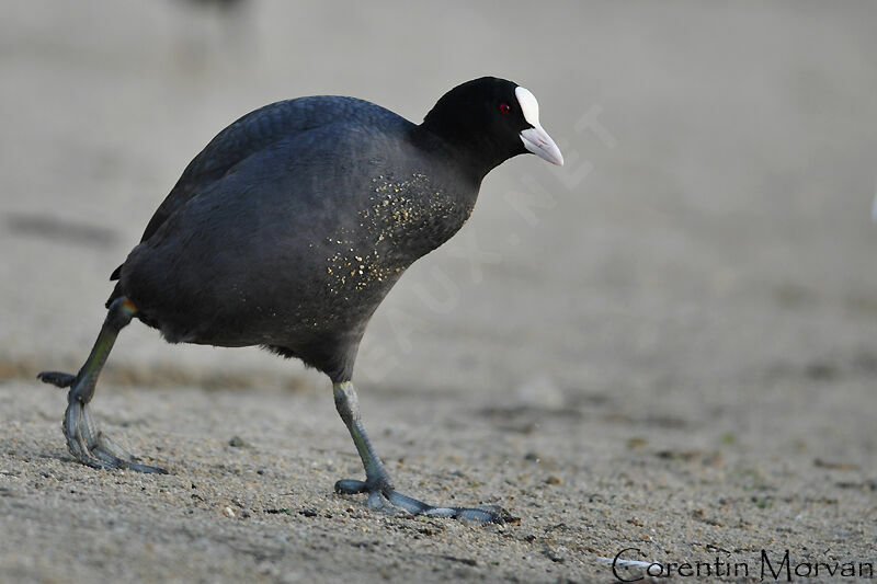 Eurasian Coot