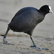 Eurasian Coot