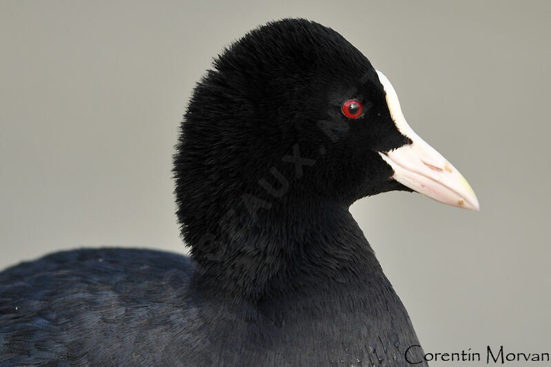 Eurasian Coot