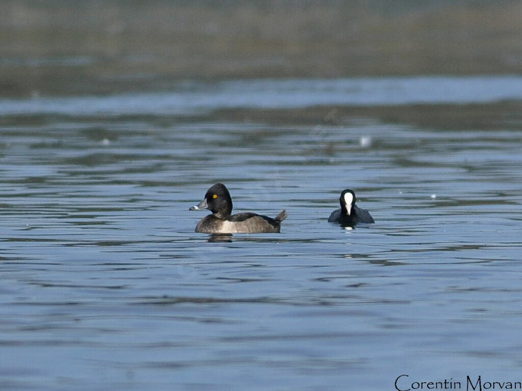 Ring-necked Duck