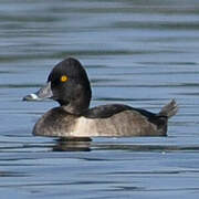 Ring-necked Duck