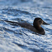 Common Pochard