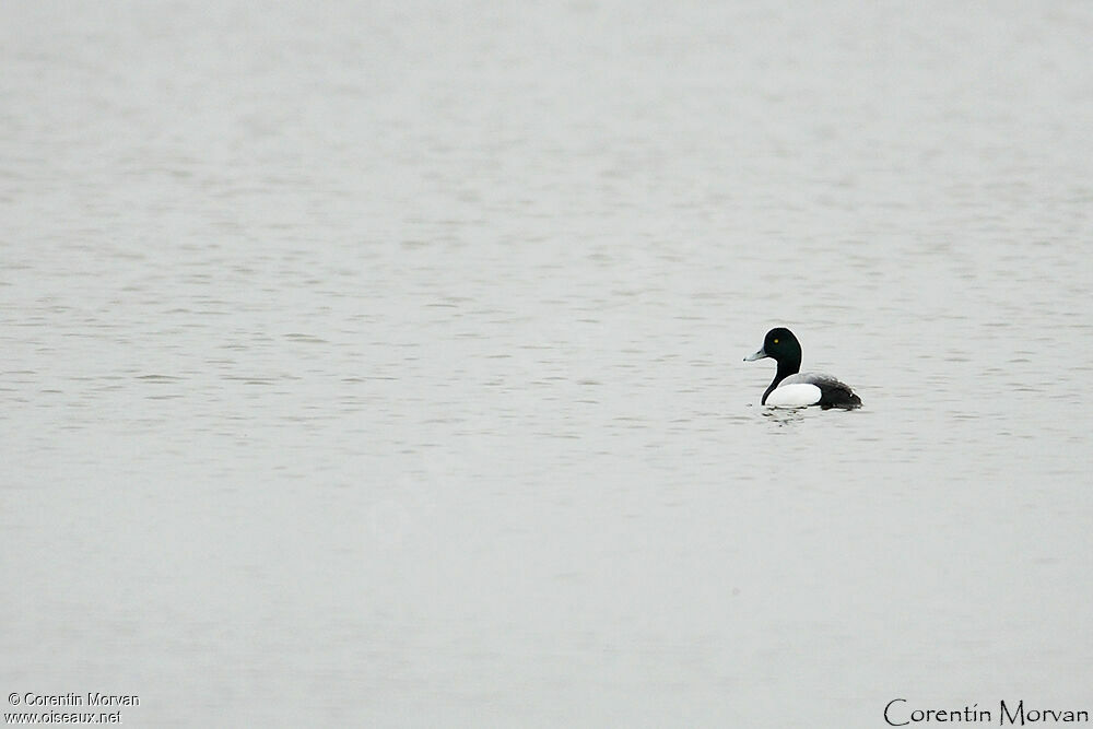 Greater Scaup