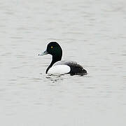 Greater Scaup