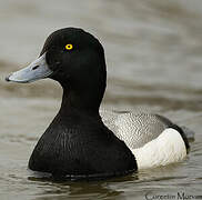 Greater Scaup