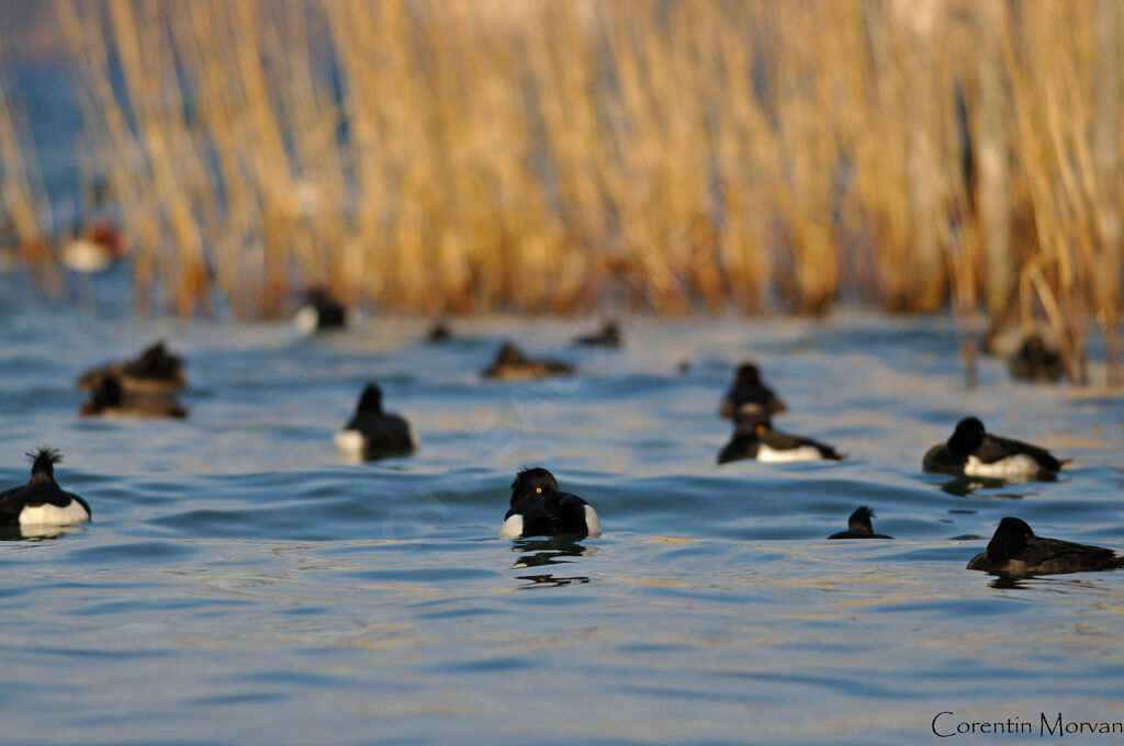 Tufted Duck