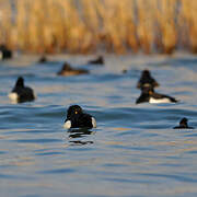 Tufted Duck