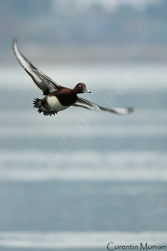 Ferruginous Duck