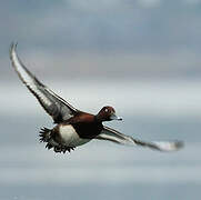 Ferruginous Duck