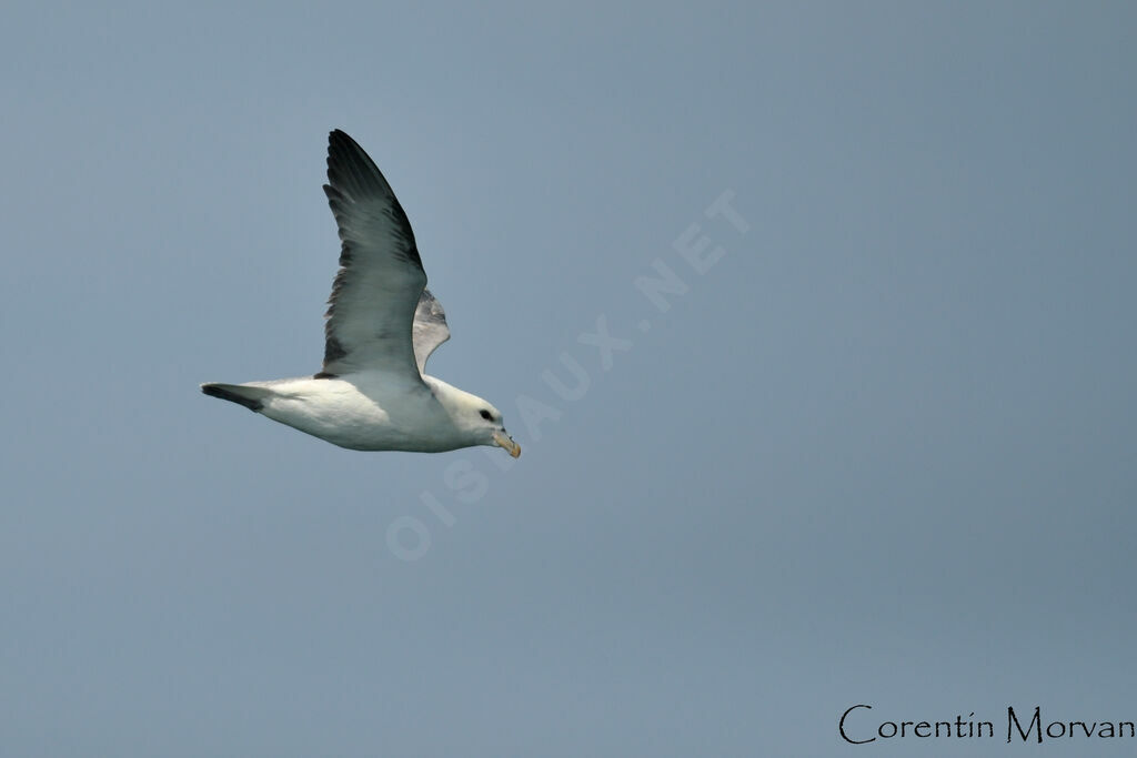 Fulmar boréal